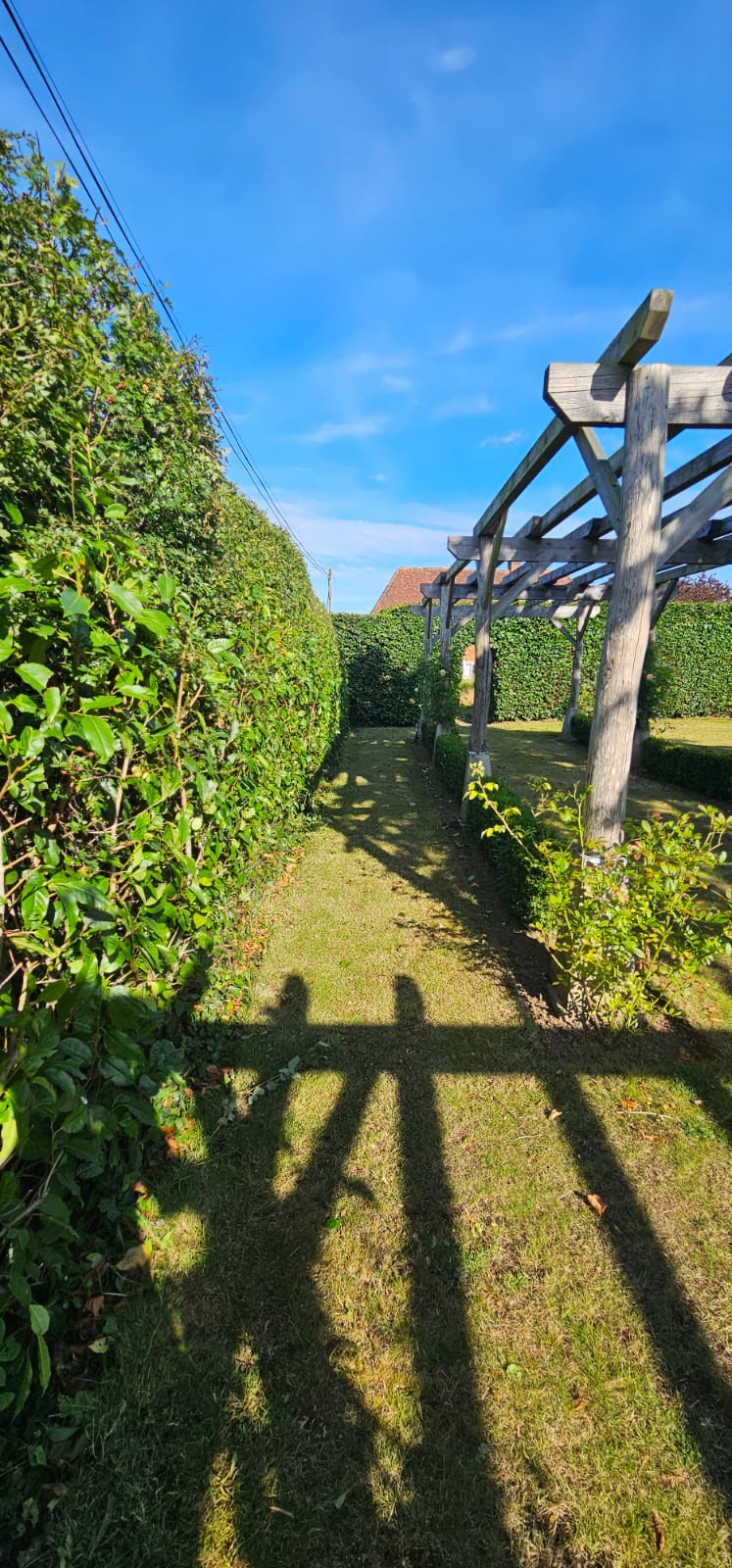 Freshly trimmed laurel hedge alongside lawn and timber pergola