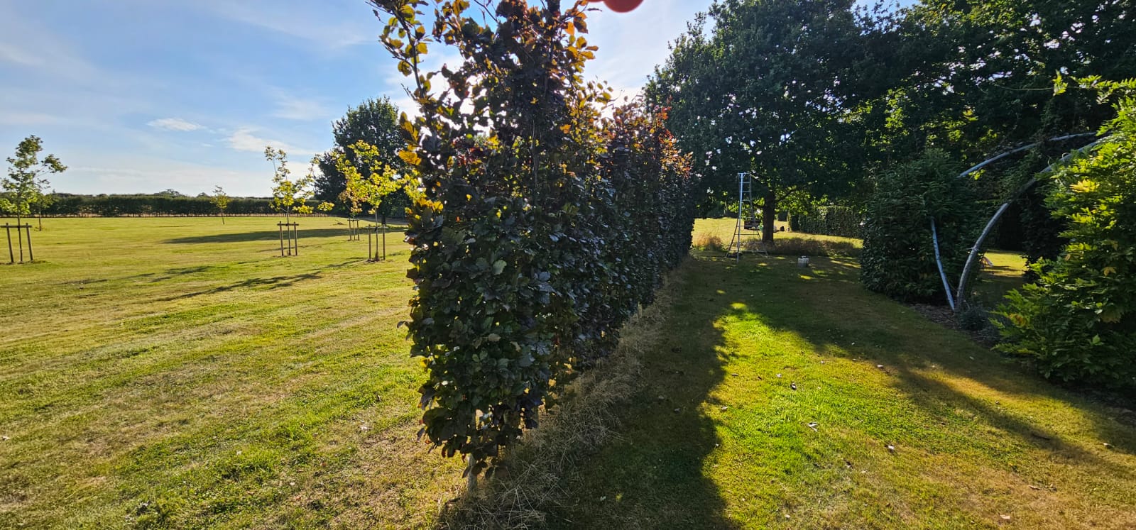Newly cut copper beech hedge bordering open lawn and paddock